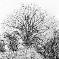 Chinagraph sketch of some gentlemen scoffing scones under a tree in The Orchard of Grantchester, Cambridge