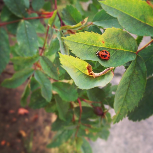 Who are you and what have you done with our ladybirds?