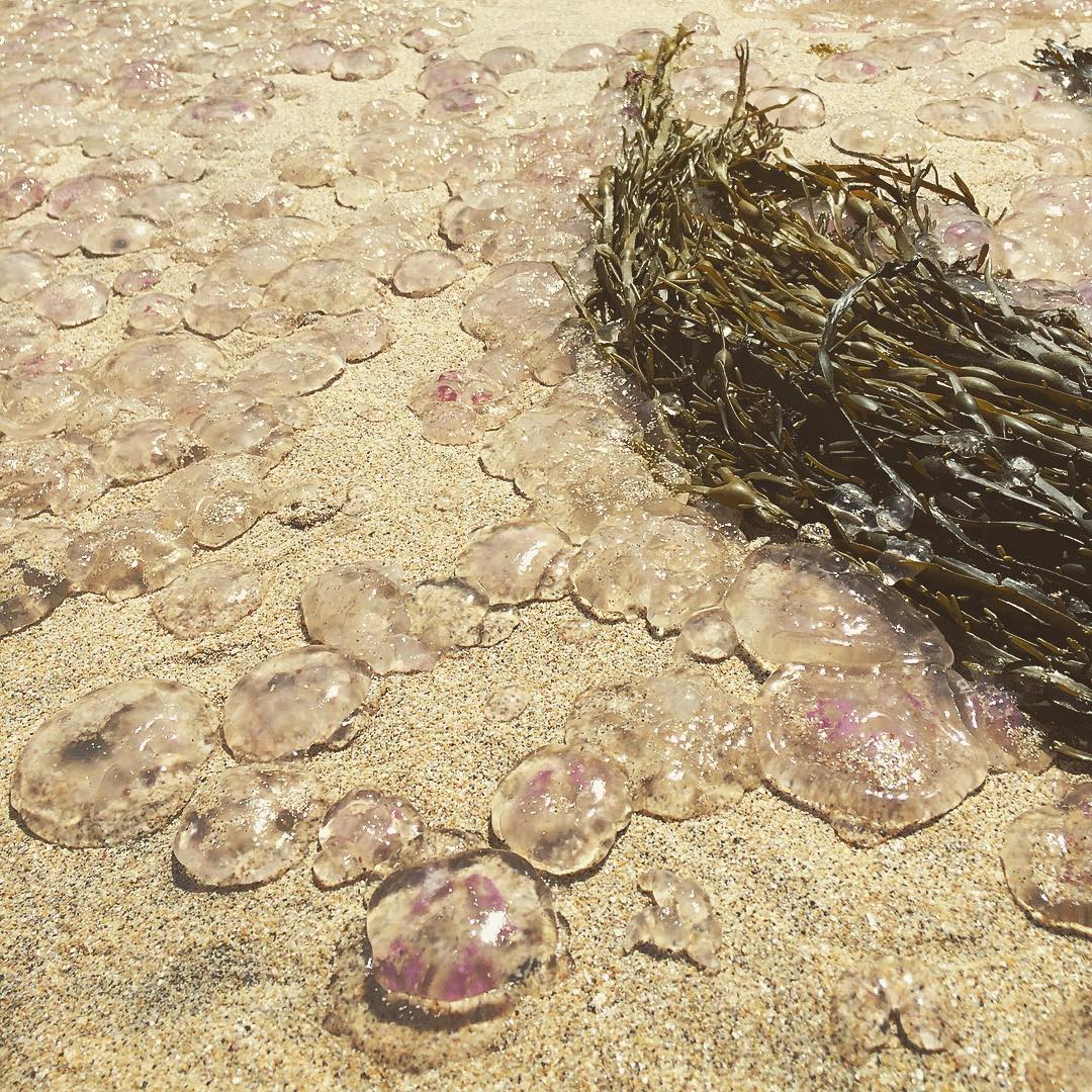 Mass #jellyfish suicide on Porthmeor #beach #sand #stives #cornwall