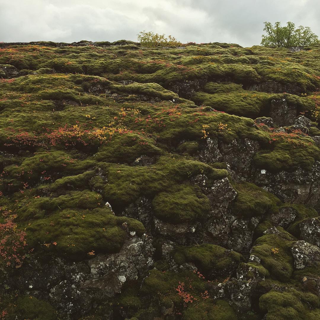 I love this #moss on the #rocks #silfra #þingvellir