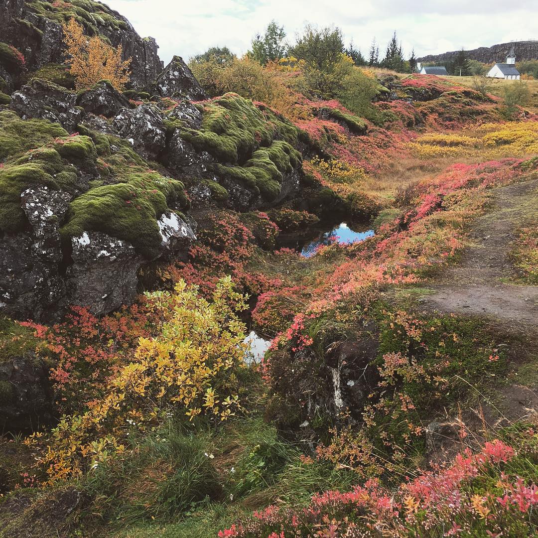 Oh, and all the #vegetation frankly. #silfra #þingvellir