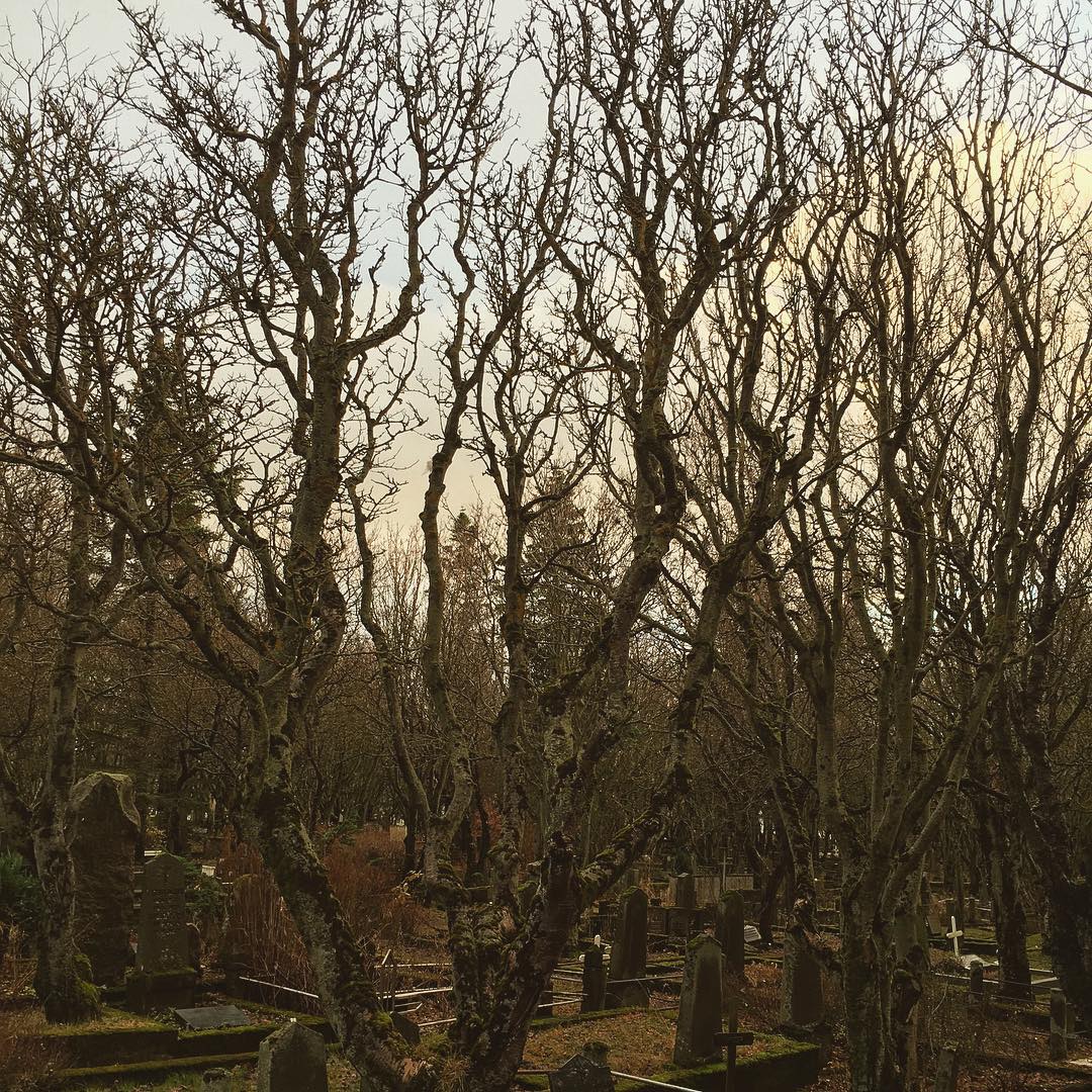What a #tree for a #cemetery. #holavallagardur #reykjavik #graveyard #trees #birch #rowan #hólavallagarður #reykjavík #city