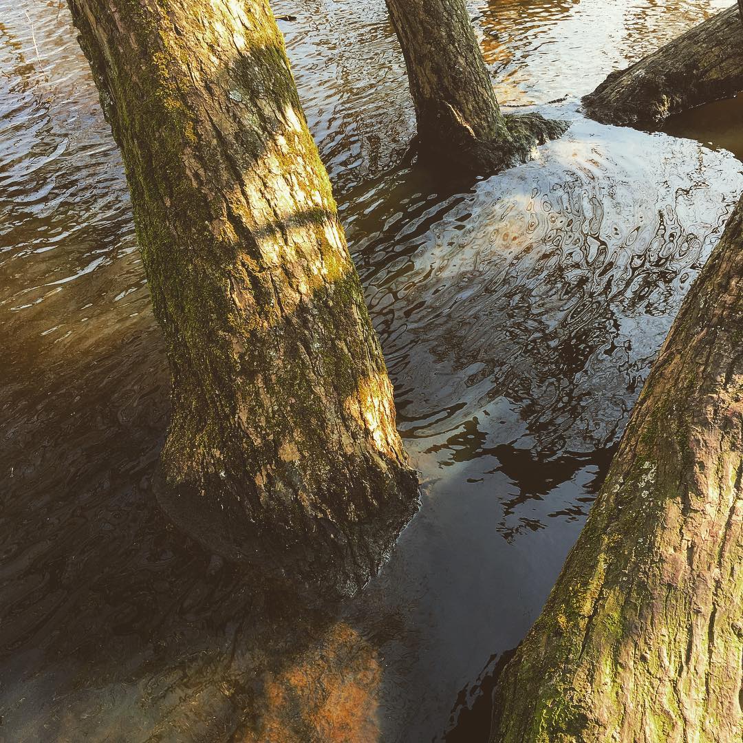 Composition No. 3. #vondelpark #trees #lake #ripple #moss #green #brown #water #amsterdam #netherlands