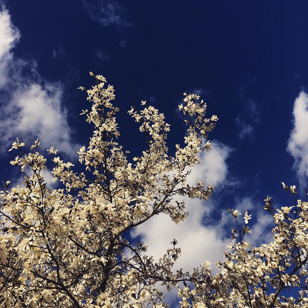 Looking up at some #magnolia. #tree #kew #garden #flower #sky #blue #cloud #spring