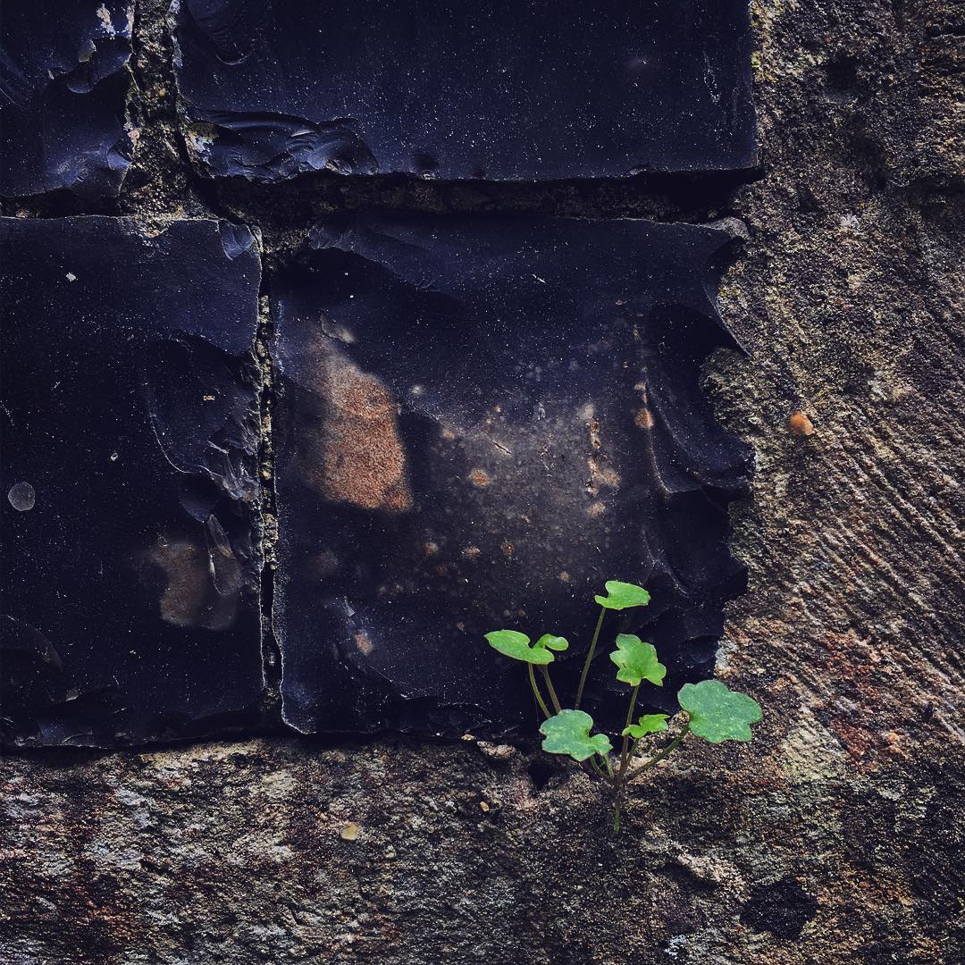 #ivy #leaved #toadflax on a #knapped #flint #mausoleum in a #forest in #thetford, #thetfordforest