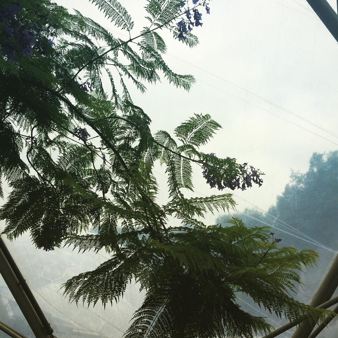 #jacaranda #edenproject #cornwall